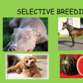 Key Traits Selected in Animal Breeding: Understanding the Science Behind Selective Breeding