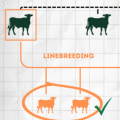 Understanding Inbreeding in Animal Breeding: Benefits and Risks