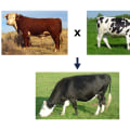 Understanding Outbreeding in Animal Breeding: Benefits and Applications