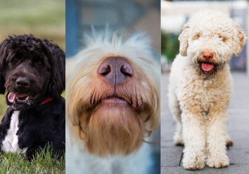 Understanding the Differences Between Purebred and Mixed Breed Animals