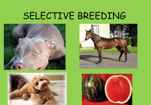 Key Traits Selected in Animal Breeding: Understanding the Science Behind Selective Breeding