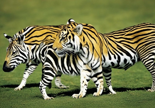 Understanding the Selection Process in Animal Breeding