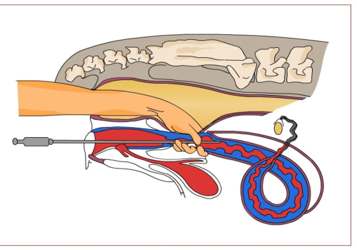 Understanding the Drawbacks of Artificial Insemination in Animal Breeding
