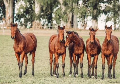 The Impact of Cloning on Animal Breeding Practices