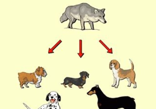 Understanding the Differences Between Artificial and Natural Selection in Animal Breeding
