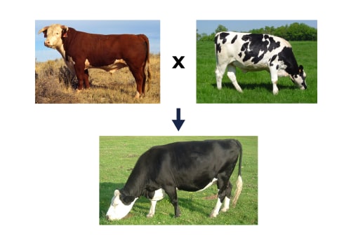 Understanding Outbreeding in Animal Breeding: Benefits and Applications